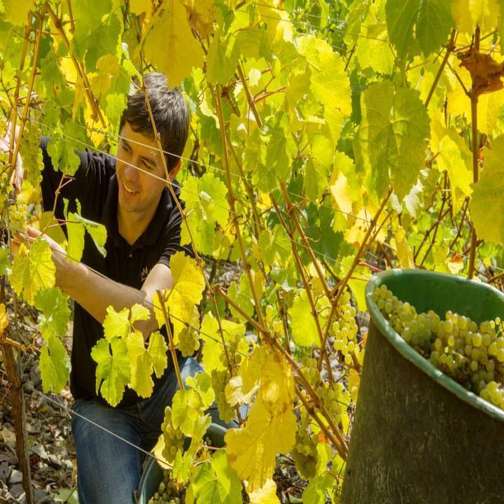 Weingut Daniel Bach